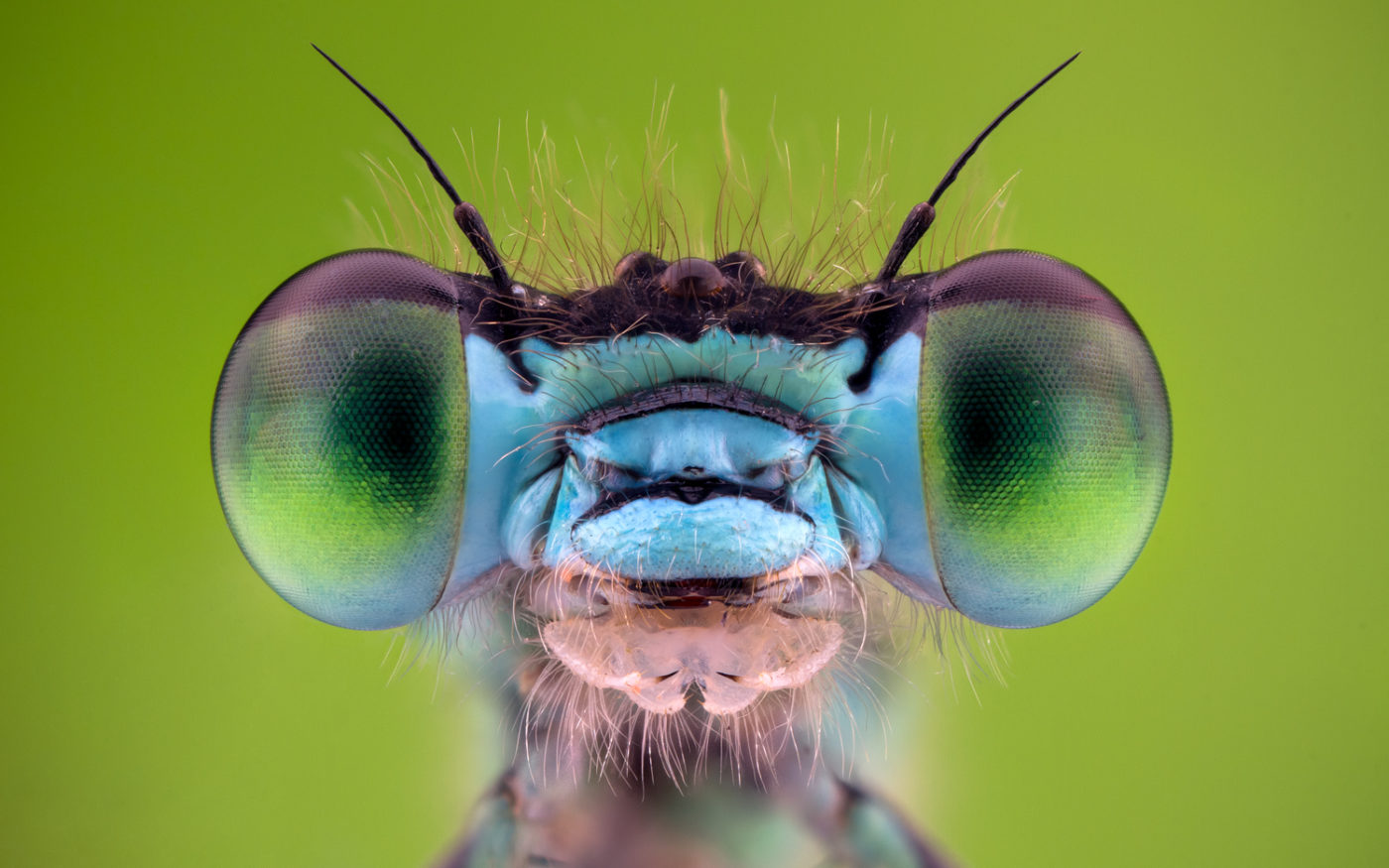 Close up of a Common Blue Damselfly, Enallagma cyathigerum